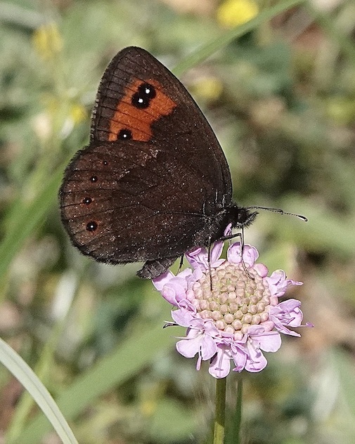 Chapman's ringlet